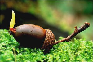 Getting Back to Your Roots: The Path God Created Just for You